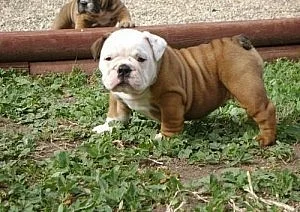 Čisté plemeno Anglický buldok Puppies